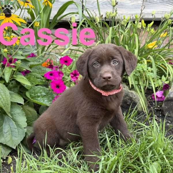 Cassie, Chocolate Labrador Retriever Puppy